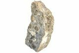 Ammonite (Promicroceras) Cluster - Marston Magna, England #216612-3